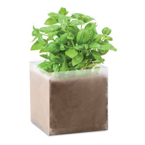 Carré végétal - Basilic