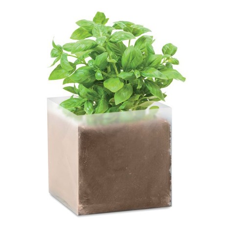 Carré végétal - Basilic