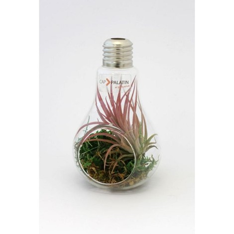 Ampoule terrarium
