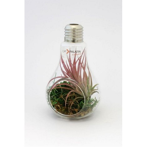 Ampoule terrarium
