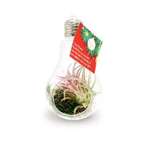 Ampoule terrarium