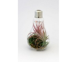 Ampoule terrarium