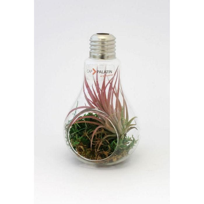  Ampoule terrarium