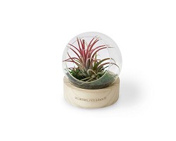 Terrarium avec socle en bois