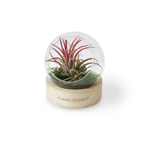  Terrarium avec socle en bois