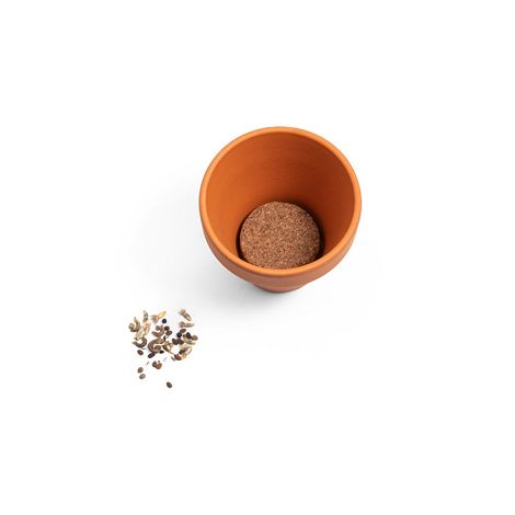 Pot en terre cuite avec graines d'aneth