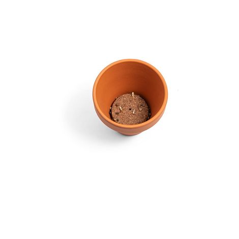 Pot en terre cuite avec graines d'aneth