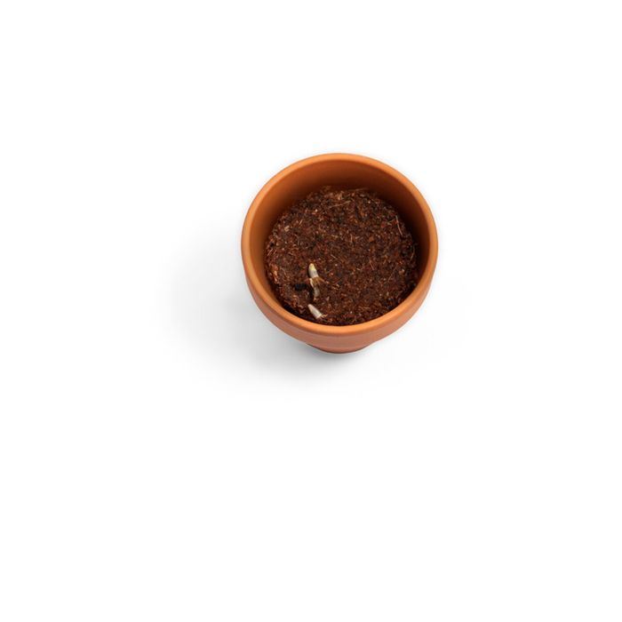  Pot en terre cuite avec graines d'aneth