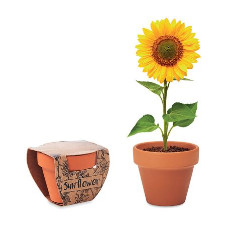  Pot graines de tournesol