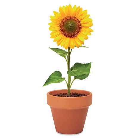  Pot graines de tournesol