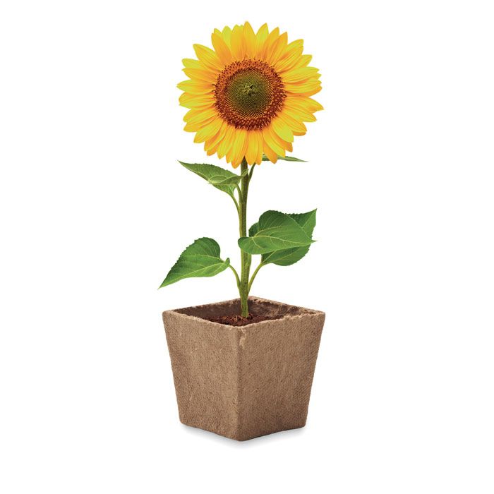  Kit de tournesol