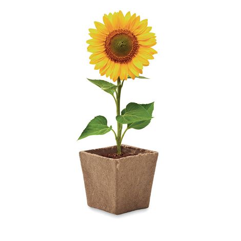  Kit de tournesol